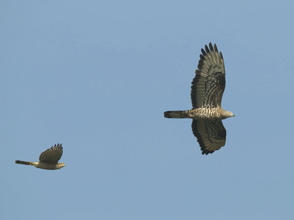 Mehiläishaukka, European Honey Buzzard, Pernis apivorus